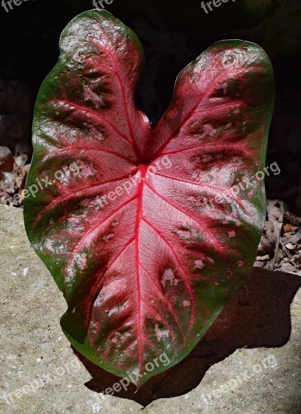 Newly-opened Caladium Foliage Garden Plant Bulb