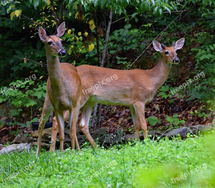 Deer Pair Deer White-tailed Animal Wild