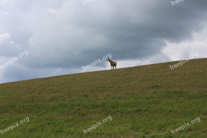 North Sea Dike Sheep Dike Sheep Nordfriesland