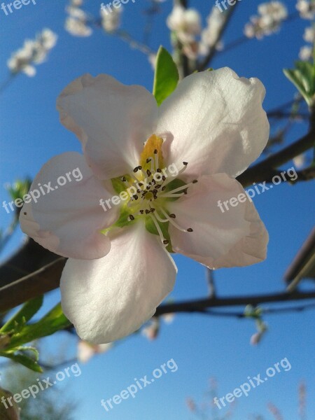 Peach Color Spring Sky Blue