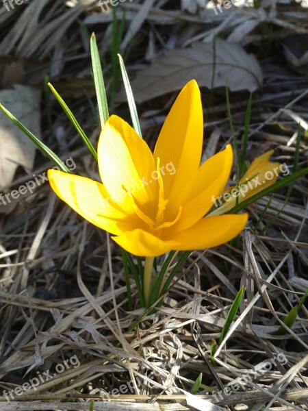 Crocus Spring Flower Yellow Yellow Flower