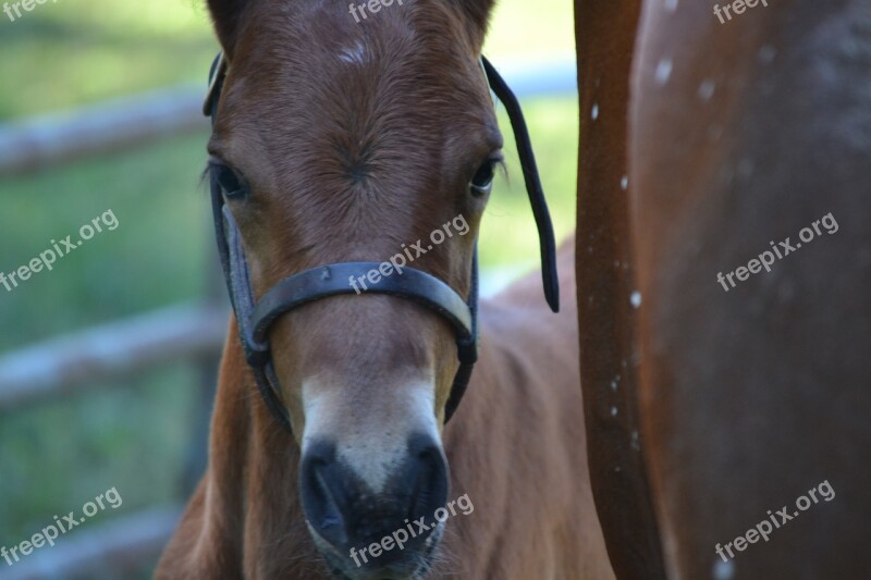 Equine Horse Foal Colt Animal