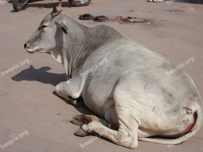 India Sacred Cow Lying Down Free Photos