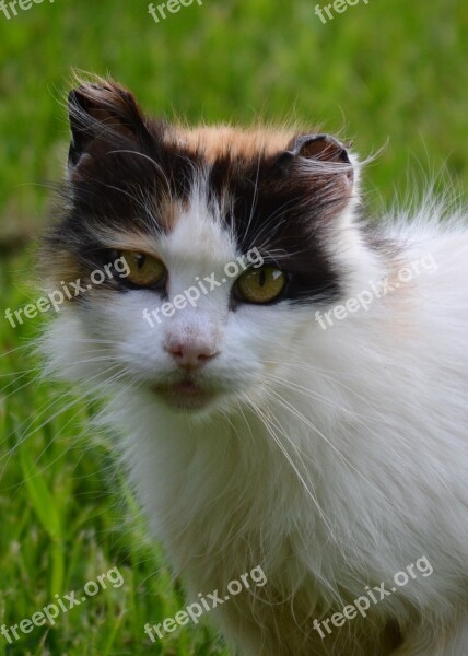 Cat Barn Cat Calico Cat Calico Barn