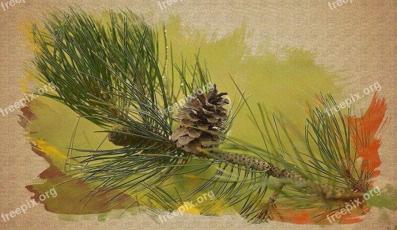 Coniferous Branch Needles Nature Pine Cone Forest