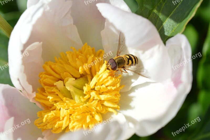 Peony White Wasp Nectar Free Photos