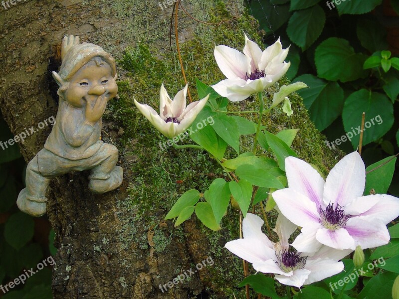 Clematis Flower Blossom Bloom Purple