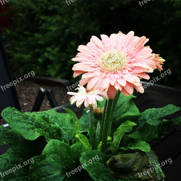 Flower Rain Summer Sweden Plant