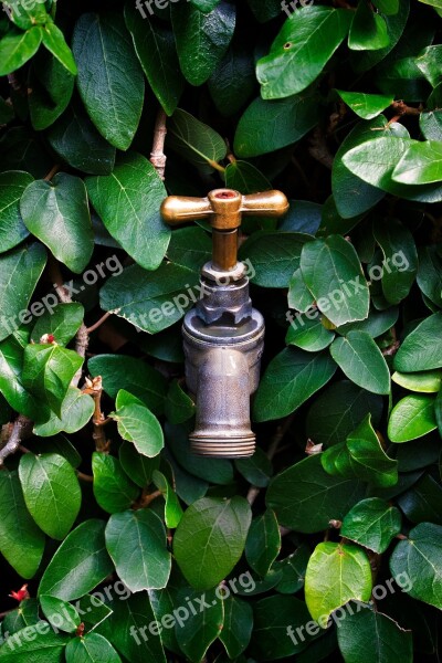 Tap Faucet Leaves Water Plumbing