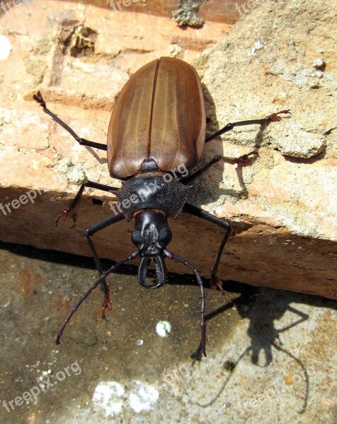 Beetle Brown Claws Quotes Antennas