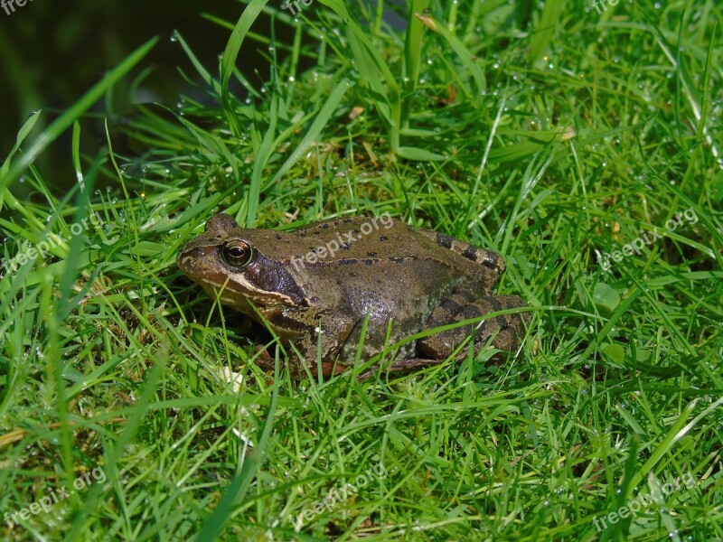 Frog Pond Frog Amphibian Garden Aquatic Animal