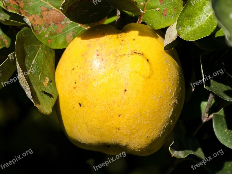 Quince Fruit Nature Garden Free Photos