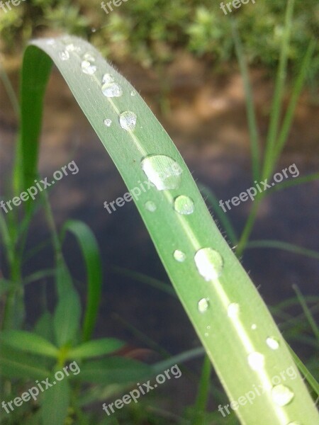 Dew Leaf Green Water Droplets Plant