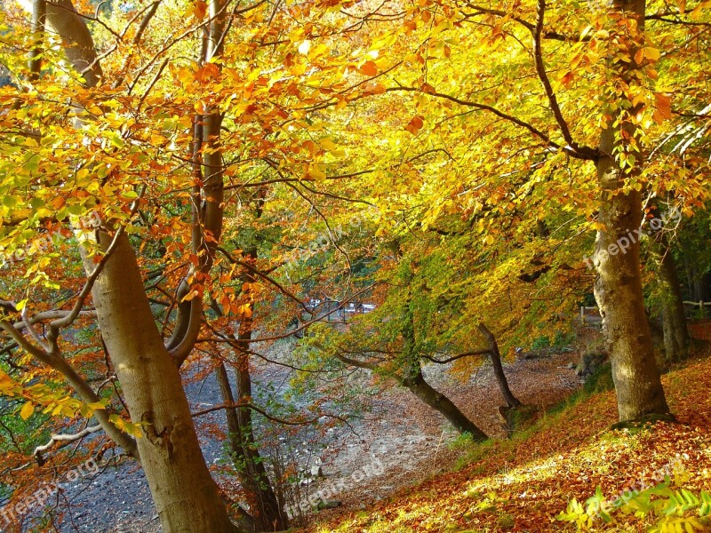 Glücksburg Forest Mecklenburg Nature Autumn