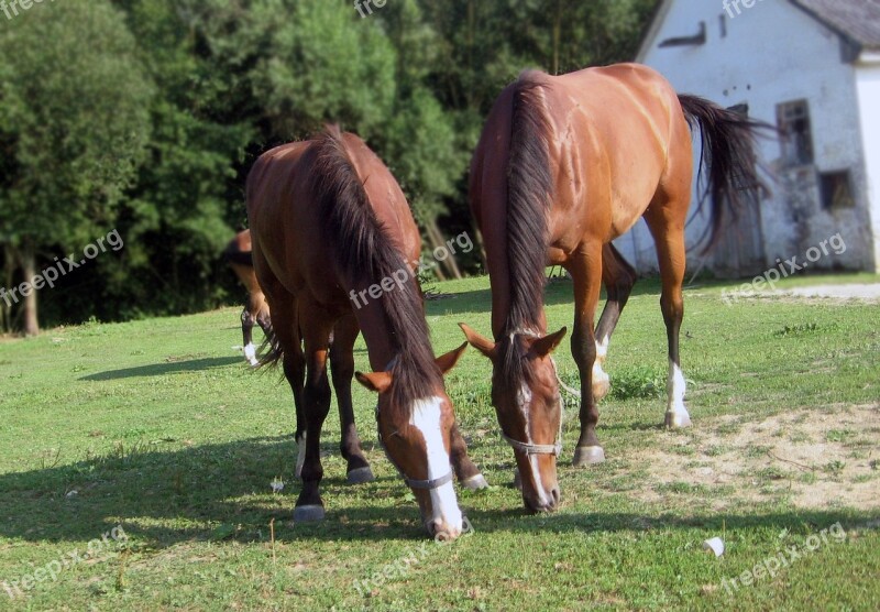 Horses Mares Grazing Free Photos