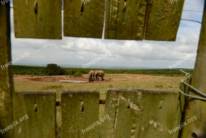 Elephant Hideout Wildlife Africa Safari