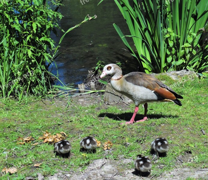 Nilgans Bird Alopochen Egypt Goose Gaensekuecken