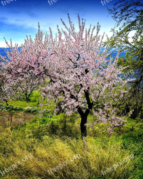 Almond Tree In Blossom Pink Flowers Spring Flower Tree