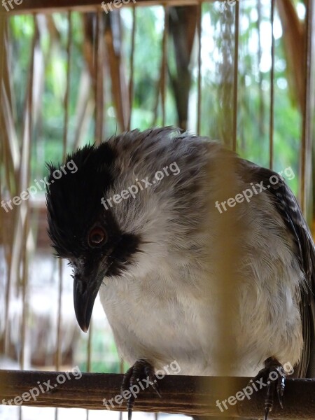 Bird Cage Finch Free Photos