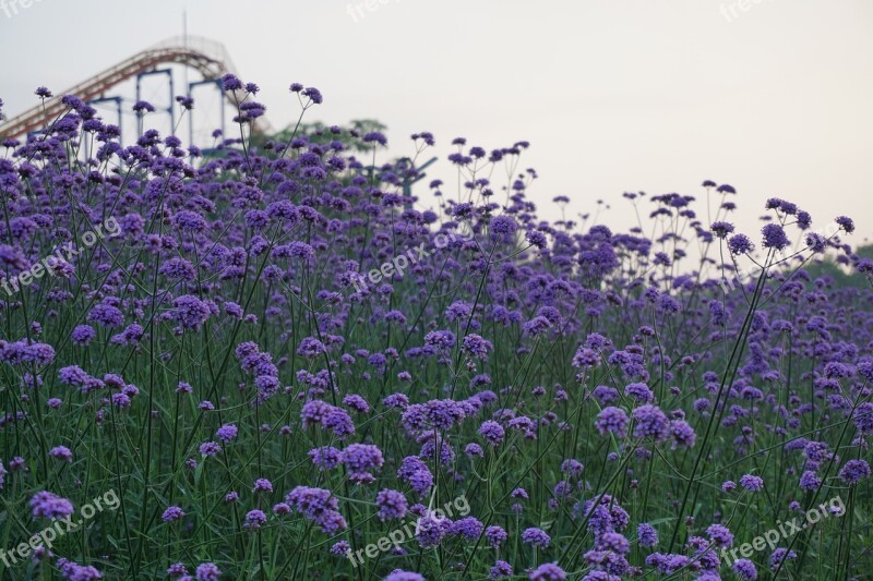 Verbena Plant The Scenery Free Photos