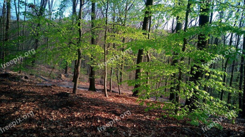 Forest Trees Nature Forests Landscape