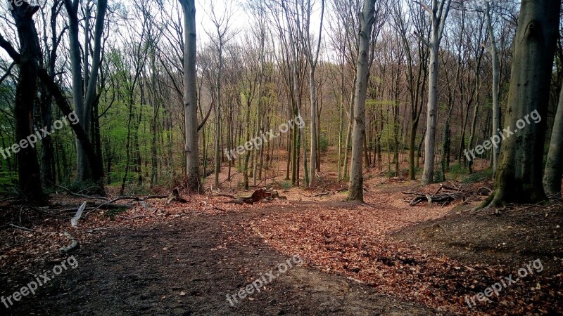 Forest Trees Nature Forests Landscape