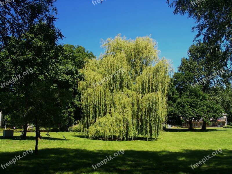 Weeping Willow Garden Spring Branches Willow Tree