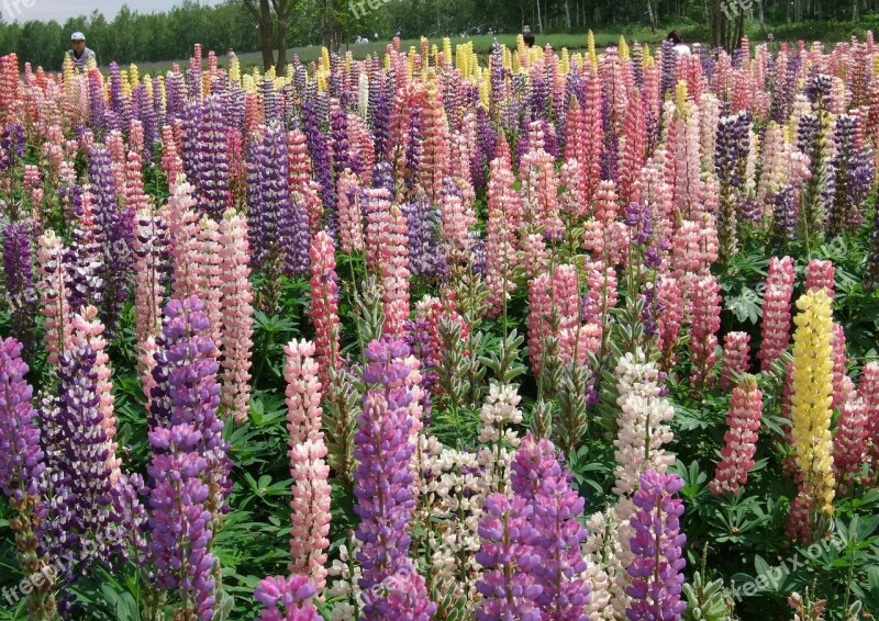 Lu Ice Flower Lupin Color Sea Of Flowers Hokkaido