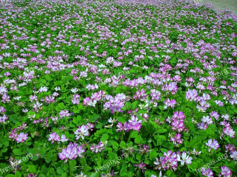 Vetch Grass Flowers And Plants Safflower Grass Leguminous