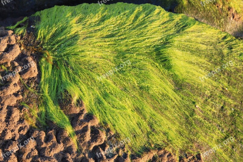 Seaweed Nature Texture Marine Algae