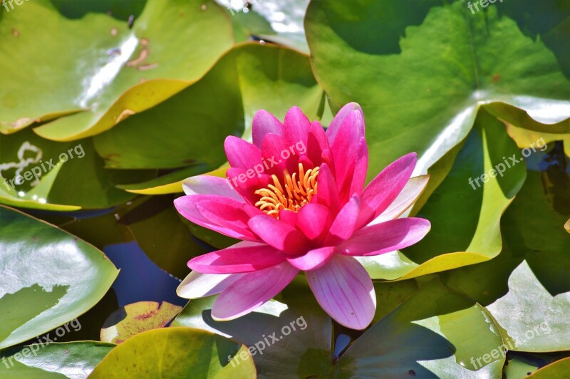 Water Lily Rose Flower Water Rose Nuphar Lutea