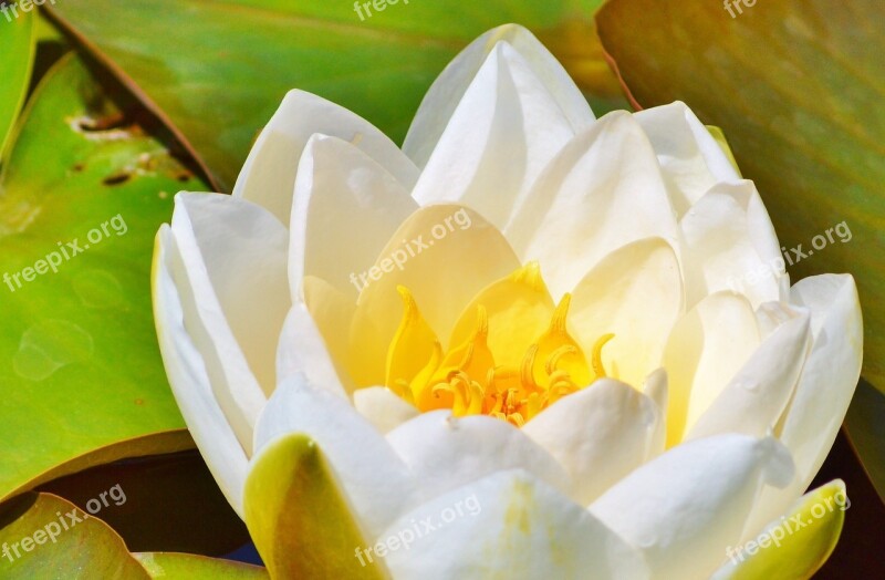 Water Lily Rose Flower Water Rose Nuphar Lutea