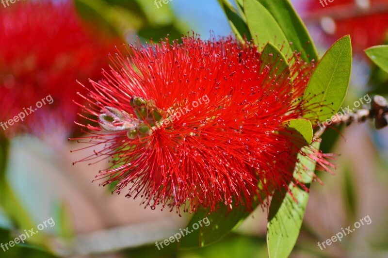 Lemon Bottlebrush Callistemon Citrinus Flowers Flower Plant