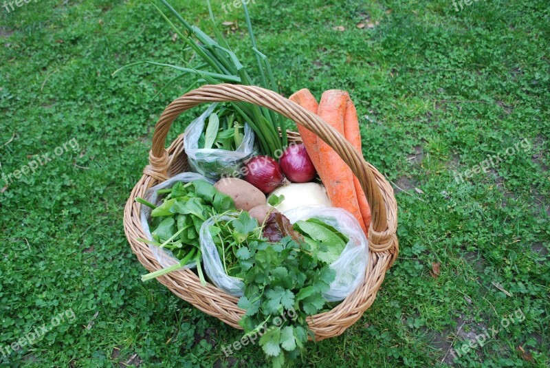 Green Carrot Food Vegetable Healthy