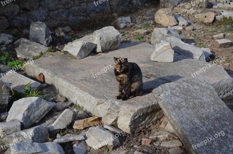 Cat Ephesus Stone Free Photos