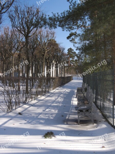 Winter Snow Tree Nature Outdoors