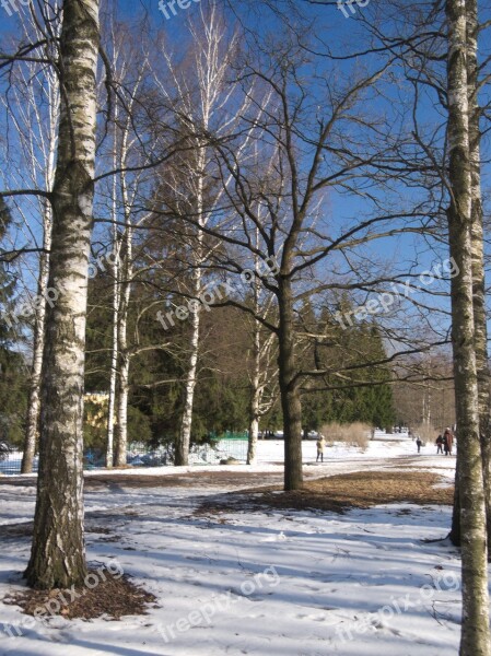 Snow Winter Tree Nature Forest