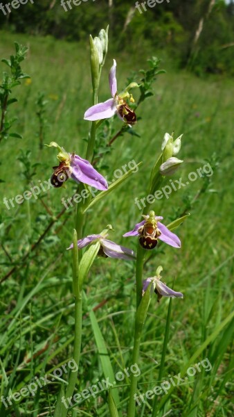 Bee Orchid German Orchid Mountain-meadow Often Once Rare