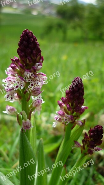 Brand Boys Herb German Orchid Close Up Reported Rarely