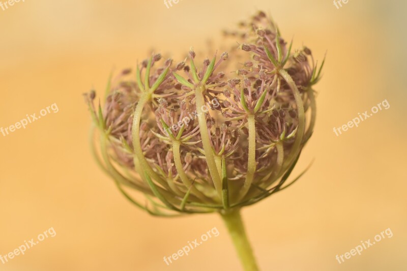 Flower Dried Nature Close Up Plant