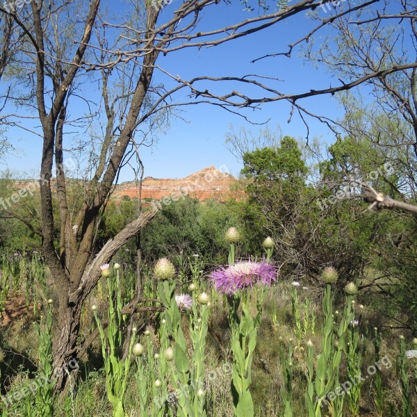 Landscape Blue Flowers North Texas Free Photos