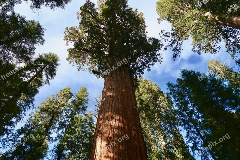 Sequoia Giant Sequoia Sequoia National Park Giant Tree