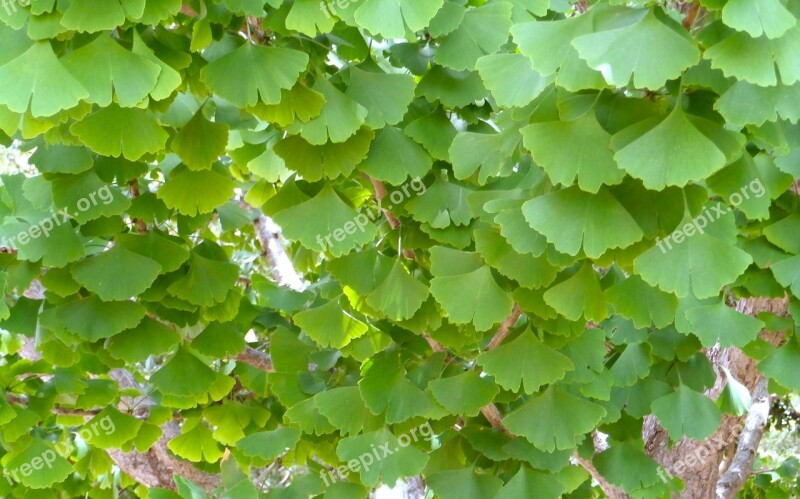 Ginko Biloba Leaf Tree Medicine Living Fossil