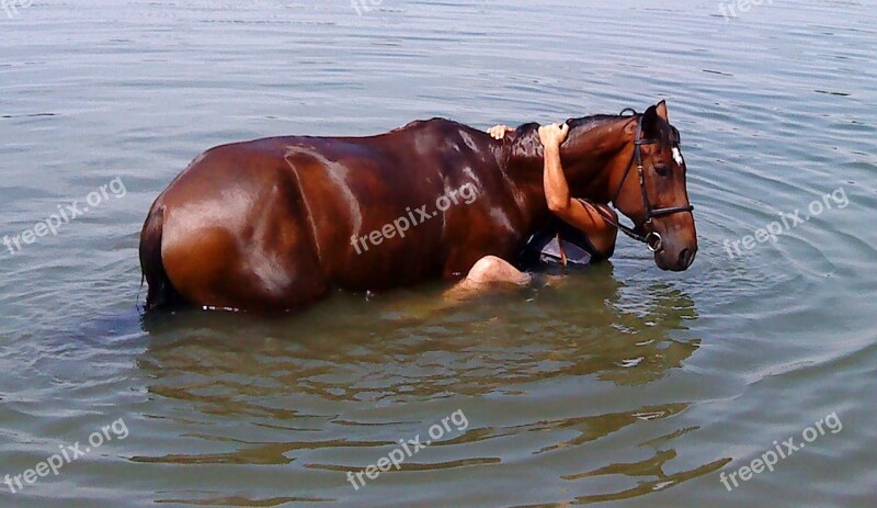 Horse Bathing Water The Fall Free Photos