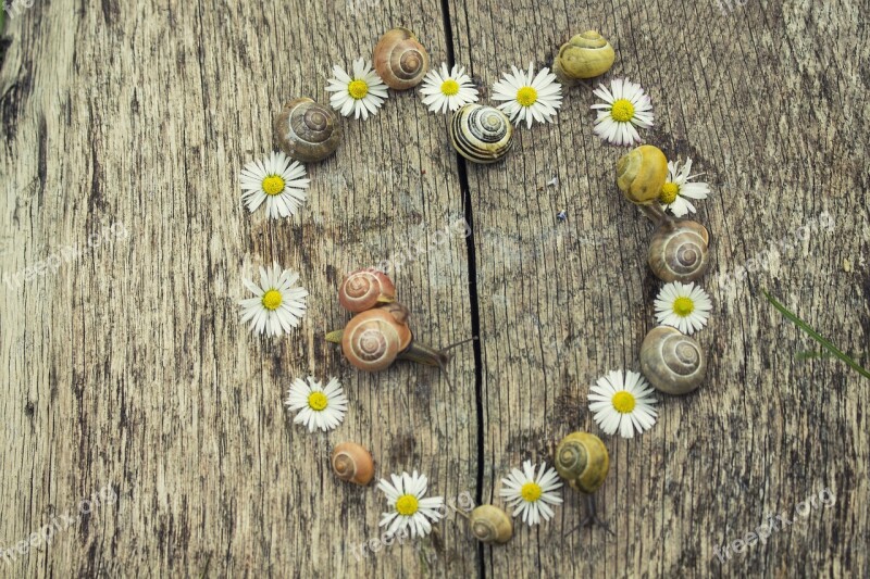 The Background Heart Snail Snails Daisies