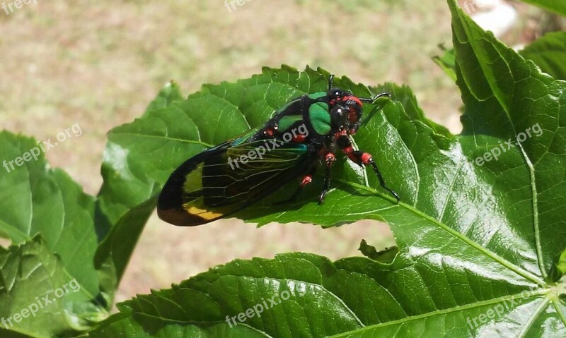 Insect Cicada Nature Leaf Green