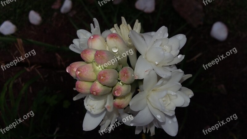 Angelica Flower Tuberose Scented Garden