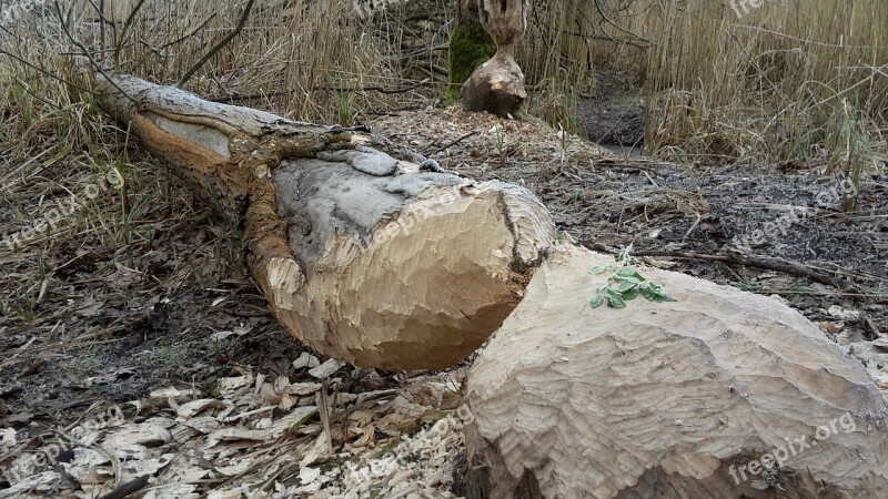 Biberfrass Beaver Beaver Eating Nature Beaver Tree