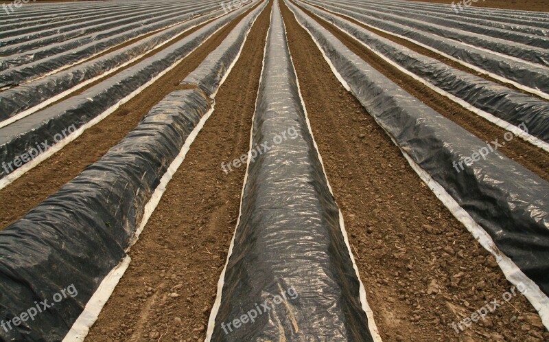 Asparagus Field Asparagus Cover Asparagus Time Agriculture