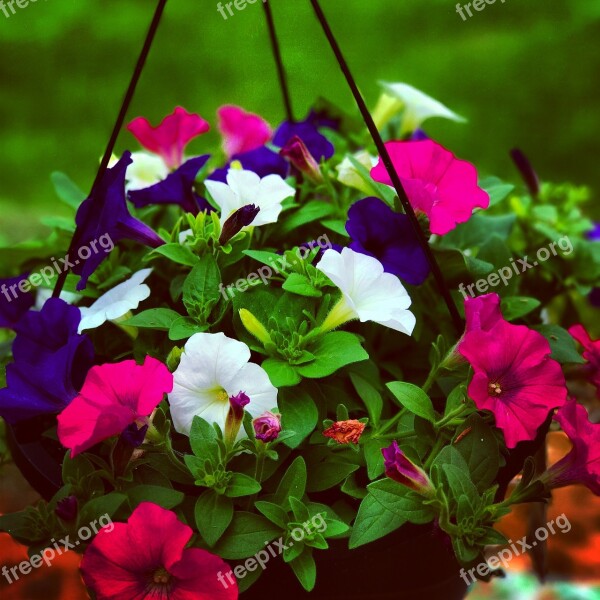 Flowers Petunias Summer Garden Blossom